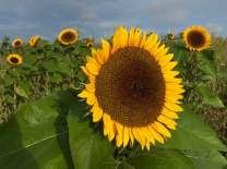 sunflowers-17